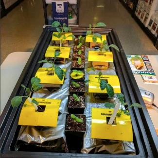 HYP - LOCK DOWN PAD ADHESIVE CHROMOTROPIC TRAP |  8pz - 15,2x15,2cm