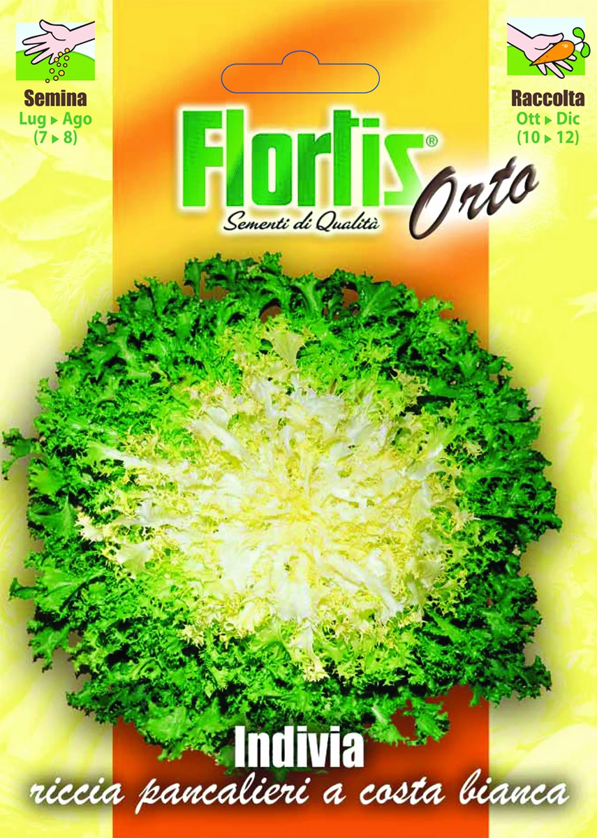 4355180 - FLORTIS | INDIVIA RICCIA PANCALIERI