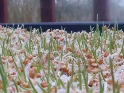 AUTOPOT - COCOMAT TAPPETO DI COCCO PER SUBIRRIGAZIONE | 58x51x3h cm