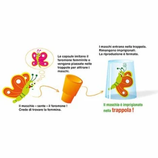 FEROMONE CONTRO IL VERME DELL'OLIVA E LA MOSCA OLEARIA