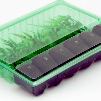 BLISTER PER TRASPORTO E SPEDIZIONE DI 6 TALEE