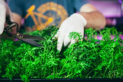 GRODAN CRESS PLATE 495x240x10MM PER COLTIVAZIONE GERMOGLI E MICROGREENS indoorline