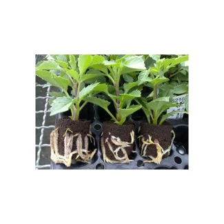 HGA GARDEN - EAZY PLUG VASSOIO 24pz | 3,5x3,5x4h cm | Indoorline