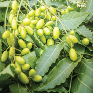 FLORTIS - OLIO DI NEEM CONCENTRATO | 250ml Indoorline