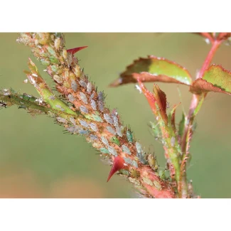 FLORTIS - NATURAE TRIPLA AZIONE SPRAY | 500ml Indoorline