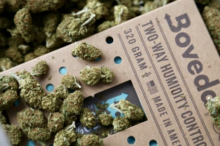 BOVEDA 58% - MANTENIMENTO UMIDITA' COSTANTE | BOX 6pz DA 320gr IMBUSTATO SINGOLARMENTE Indoorline