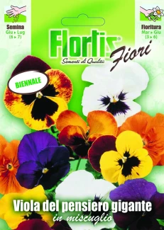 4351205 - FLORTIS | VIOLA PENSIERO GIGANTE MIX